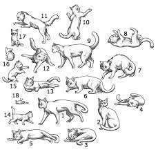 In this drawing guide, we will tell you how to draw a sitting cat. How To Draw A Cat Sitting Facing Forward Novocom Top