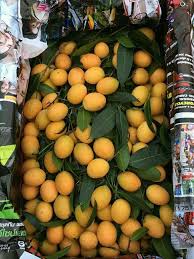 Anak pokok kundang anak pokok kundang 1 setengah tahun berbuah aromanya kuat dan khas daging buah yang legit dan manis lemak lemak. Buah Kundang