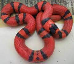 Baby Pics 2005 Milk Snake Snake Reptile Snakes