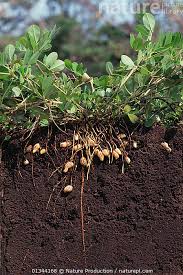 Image result for Arachis hypogaea