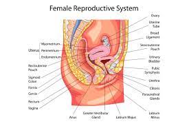 We did not find results for: Mengenal Alat Reproduksi Wanita Halaman All Kompas Com