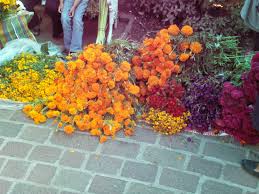Alyssum cannas dianthus dahlberg daisy geranium marigold moss rose (portulaca) petunia salvia snapdragon verbena zinnia. File Mexican Marigold Jpg Wikipedia