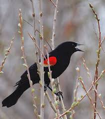 Pin On Birds Of Color