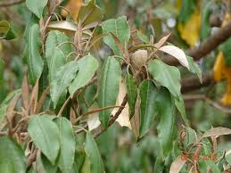Image result for Croton dichogamus