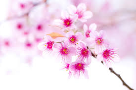 Check spelling or type a new query. Sakura Flower Wallpapers 64 Background Pictures