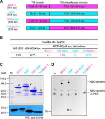 116.5 rvn is worth 6.931284 eur as of june 17, 2021 (thursday). Mechanistic Insights Into Transferable Polymyxin Resistance Among Gut Bacteria Journal Of Biological Chemistry