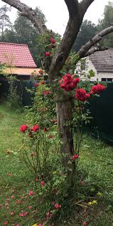 Ein Abgestorbener Apfelbaum Als Kletterhilfe Fur Rosen In Wenigen Jahren Durfte Das Ein Echter Hingucker Sein Garten Apfelbaum Baum