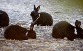 Remove brush or lawn debris, keep grass mowed, eliminate weeded areas and cover any existing burrows to send rabbits packing. Ways To Keep Rabbits Out Of The Garden And Yard