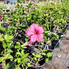 Image result for Hibiscus kirkii