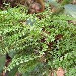 Image result for Asplenium sandersonii