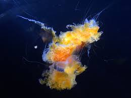 There are two types of jellyfish that have this nickname. Fried Egg Jellyfish Album On Imgur