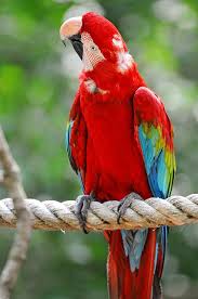 Pin On Birds Of A Feather