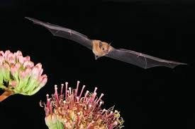 Image result for Lipotriche robinsonii