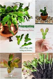 Image result for cactus cuttings