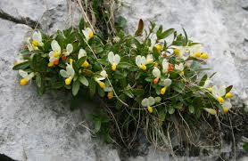 Image result for Polygala gazensis