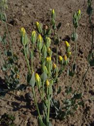 Image result for Congolanthus longidens