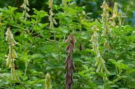 Image result for Crotalaria oocarpa