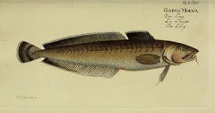 Behind The French Menu Julienne The Fish On French Menus Ling Or Lingue In French Cuisine