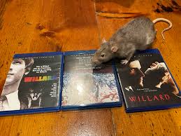 Me and my boys are getting in the Halloween spirit and having a triple  movie marathon tonight 🎃👻🐀 : r/RATS