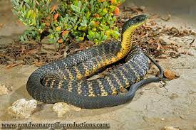 Chappell Island Tiger Snake Notechis Ater Serventyi Snake Reptile Snakes Reptiles