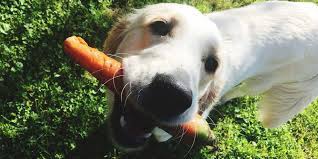 More importantly, carrots are an excellent source of vitamin a, potassium. Can Dogs Eat Carrots Are Carrots Good Or Bad For Dogs To Have