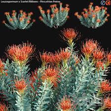Leucospermum 'scarlet ribbon' the center of these pincushion flowers resemble bright red ribbons, hence the name of this total stunner. 3d Models Bush Leucospermum Scarlet Ribbons Pincushion Protea 01