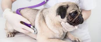 Menifee pet sitting professional animal care sitter in menifee california, spring break vacation pet sitter pet sitting service. Services Angel Care