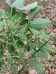Image result for Hevea brasiliensis