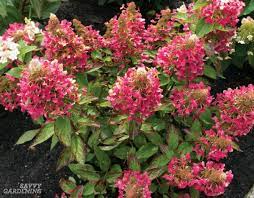Maybe you would like to learn more about one of these? Dwarf Flowering Shrubs For Small Gardens And Landscapes