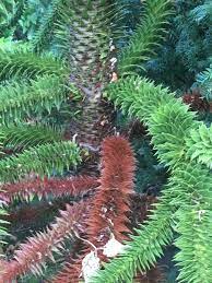 There's a 40 ft monkey puzzle in staten island which i saw on google maps street view (the location was posted in that thread). Ask A Question Forum Monkey Puzzle Tree Maintenance Garden Org