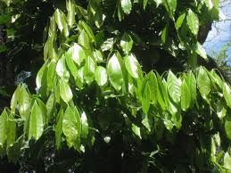 Image result for Ocotea