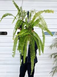 Image result for Nephrolepis