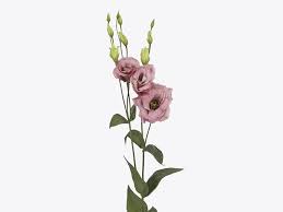 Image result for eustoma maurine