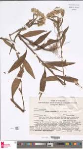 Image result for Eschenbachia