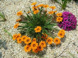 Image result for Gazania krebsiana