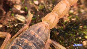 El Escorpion Youtube