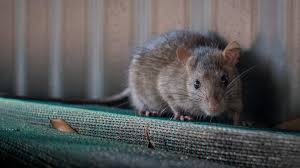 Are you ready to take the next step towards a home free of pests? How Does Alberta Canada Stay Rat Free Mental Floss