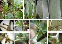 Image result for Craterispermum schweinfurthii