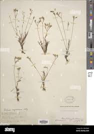 Image result for Talinum crispatulum