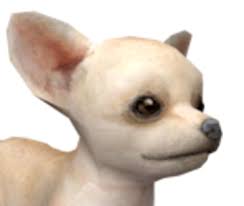 Chihuahua and friends cheats, easter eggs, tips, and codes for ds. Chihuahua Nintendogs Wiki Fandom