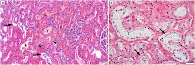 Image result for Indigofera erythrogramma