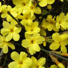 Les plants peuvent être mis en place. Quels Arbustes Planter En Hiver Clematite Net Specialiste Des Plantes De Jardin