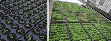 Image result for lobelia combine composition