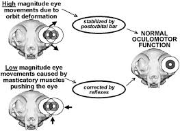 Mystery Skull #3: Can Anyone Identify The Skull Pictured Below? Is It A  Strepsirrhine (Lemur Loris), A Tarsier, A New World Monkey, An Old World  Monkey, Or An Ape? Or Is It