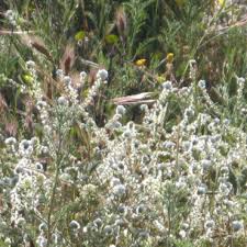 Image result for Indigofera cryptantha