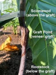 Grafting is a professional technique used by commercial orchardists to create fruit trees by combining disease resistant, vigorous, hardy rootstocks (roots and base of the tree) with a top of. How To Graft Fruit Trees Practical Primate