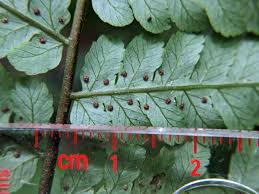 Image result for Blotiella sinuata