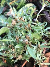 Image result for Gnaphalium unionis