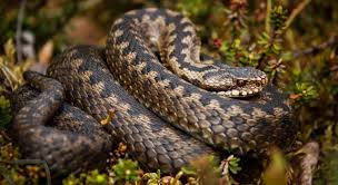 Namnen på huggorm (vipera berus) från det latinska namnet vipera som just betyder huggorm. Huggorm On Tumblr