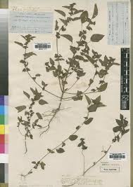 Image result for Acalypha segetalis